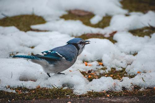 bird blue jay bird on snow jay
