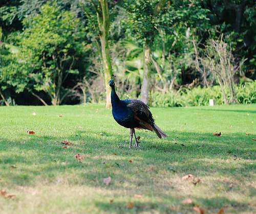 bird blue peacock on grass field peacock
