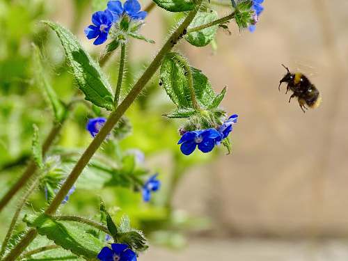 apidae blue petaled flowers invertebrate