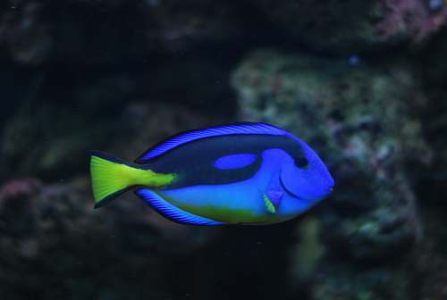 fish blye Tang fish sea life