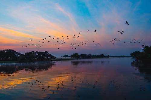 flock body of water under blue sky bird