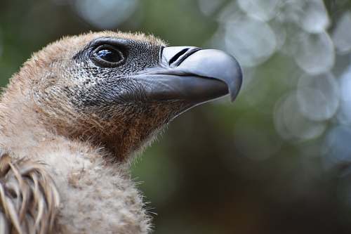 bird bokeh photography of brown building vulture