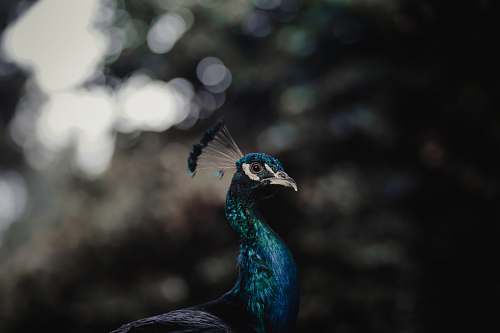 bird bokeh photogrpahy of peacock peacock