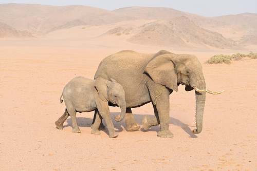 elephant brown adult and young elephants mammal