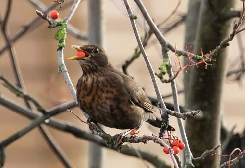 bird brown and beige coated bird on tree branch beak