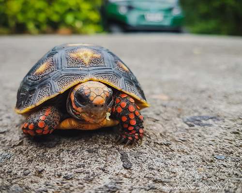 reptile brown and beige turtle sea life