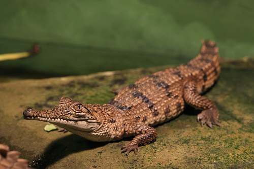 reptile brown and black alligator lizard