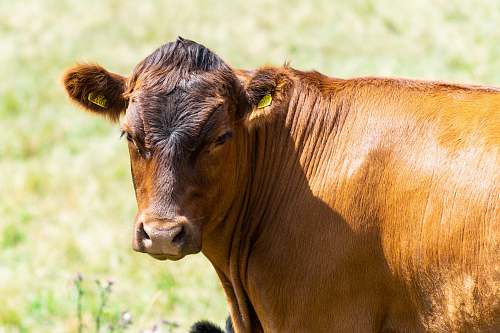 cattle brown and black animal close-up photography cow