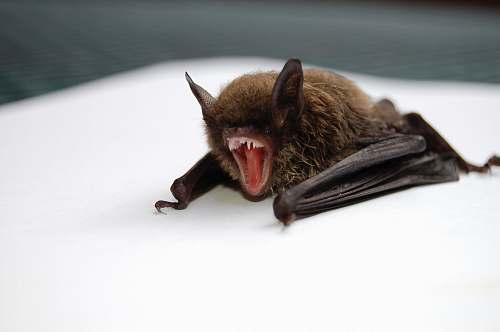 mammal brown and black bat opening mouth bat