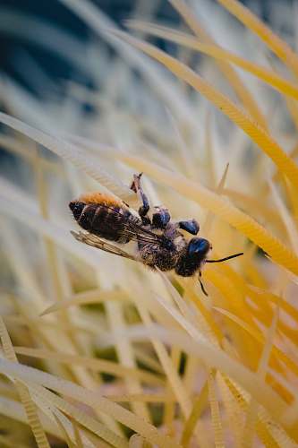 apidae brown and black bee bee