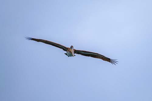 flying brown and black bird bird