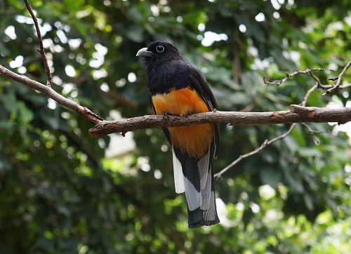 bird brown and black bird perching agelaius