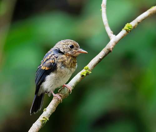 bird brown and black bird perching on branch finch