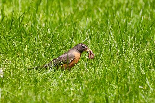bird brown and black bird perching worms on grass grass
