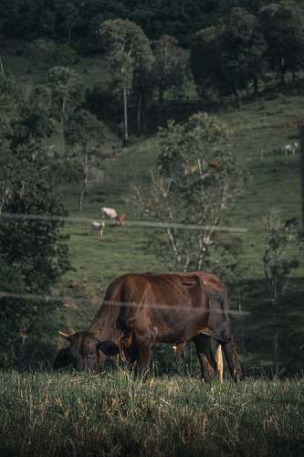cattle brown and black cattle eating grass during daytime cow