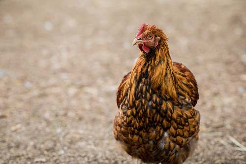 bird brown and black chicken during daytime chicken
