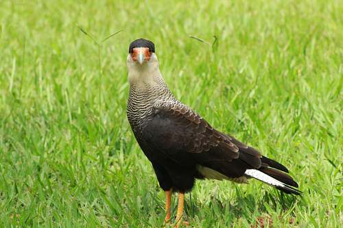 bird brown and black falcon beak