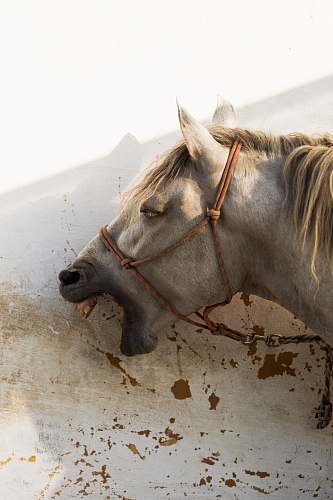horse brown and black horse mammal
