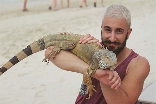 lizard brown and black iguana iguana iguana