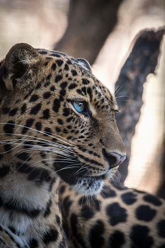 wildlife brown and black leopard mammal