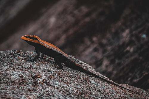 reptile brown and black lizard on black stone lizard