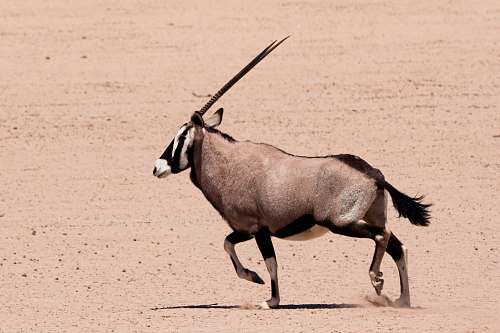 antelope brown and black long-horned animal on dessert sand wildlife