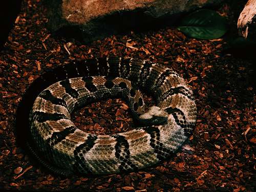 reptile brown and black python photo snake