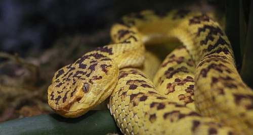 snake brown and black snake reptile