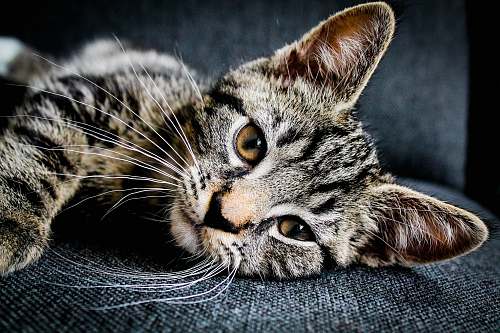 cat brown and black tabby cat lying on gray cushion pet