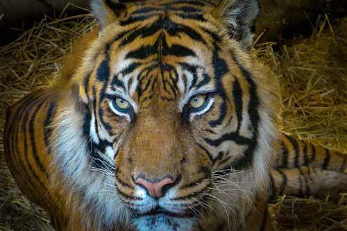 mammal brown and black tiger lying on brown grass wildlife