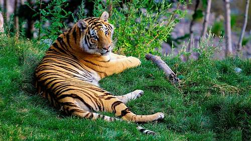 wildlife brown and black tiger lying on green grass during daytime tiger