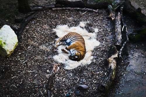 tiger brown and black tiger lying on ground mammal