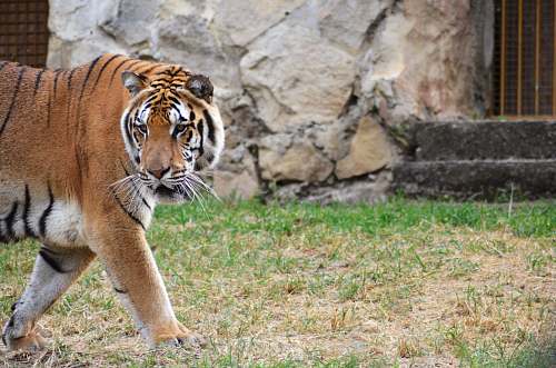 mammal brown and black tiger walking on grass tiger
