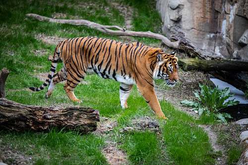 tiger brown and black tiger walking on green grass mammal