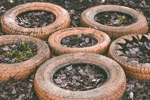 reptile brown-and-black tire pots snake
