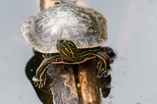 reptile brown and black turtle close up photography sea life