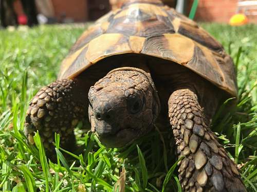 reptile brown and black turtle sea life
