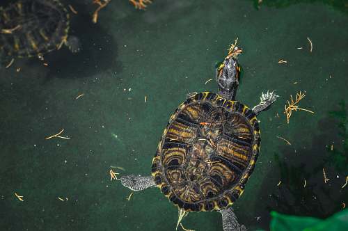 reptile brown and black turtoise sea life