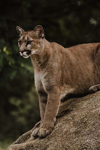 puma brown and black wild cat sitting on brown rack cougar