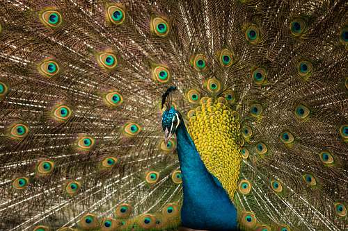 bird brown and blue peacock spreading feather peacock