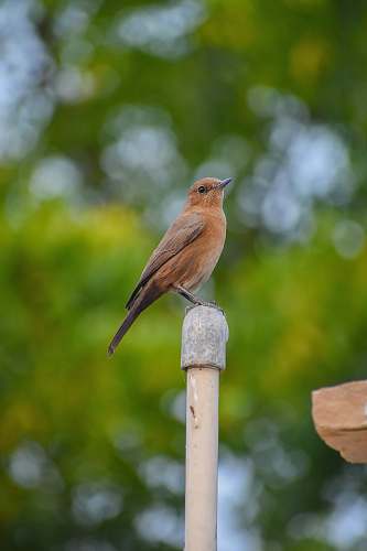 bird brown and gray bird finch
