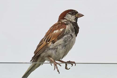 bird brown and gray bird perch on gray string anthus