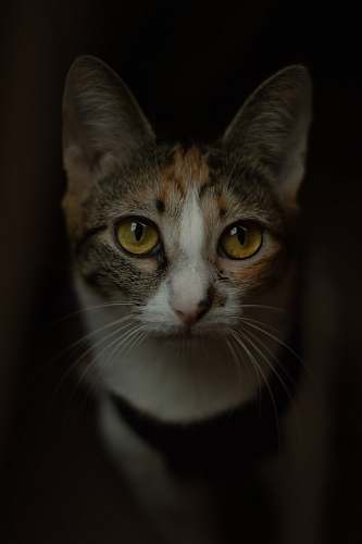 pet brown and gray cat cat