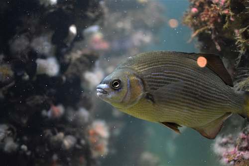 fish brown and gray fish aquatic