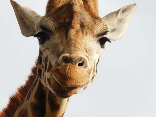 giraffe brown and gray giraffe mammal