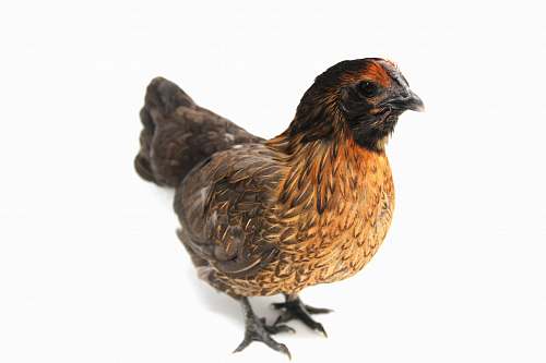 bird brown and gray hen chicken