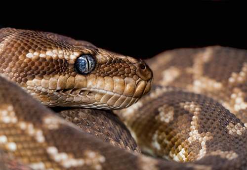 reptile brown and gray snake with blue eyes snake