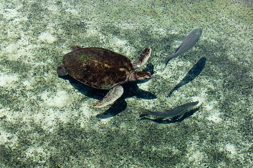 reptile brown and gray turtle and two gray fish underwater turtle