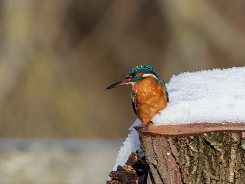bird brown and green humming bird porches on snow covered bee eater