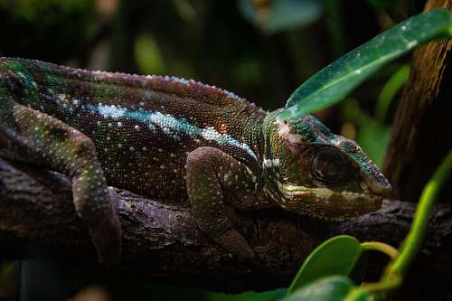 lizard brown and green lizard reptile
